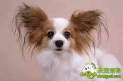 狗狗哈氏腺增生的诊断和防治方法