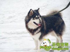 狗狗安全过冬的注意事项