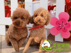 护理狗狗牙齿的五个步骤