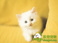 让猫咪不上饭桌的方法