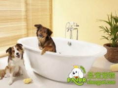 幼犬讨厌洗澡怎么办