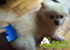 怎样给你的狗狗梳毛
