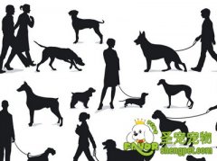 狗狗牵引需循序渐进