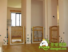 狗狗从寄养处接回家之后的一些问题