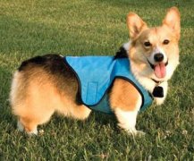 懒主人必备4款高科狗用品