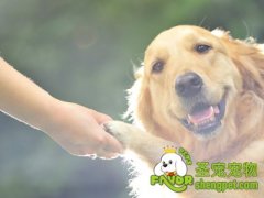 狗狗通过什么来“认识”你？狗狗的三个记忆特点