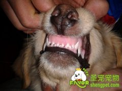 狗狗牙齿磨损程度怎么看