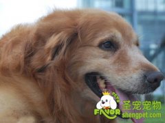 狗狗患老年痴呆的15种症状