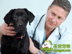 冬季容易受凉感冒的狗狗