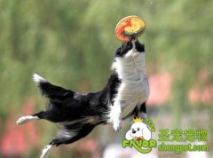 怎样训练狗狗玩好飞盘