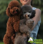 狗狗与人之间的情感关系