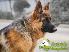 狗狗训练之护主训练