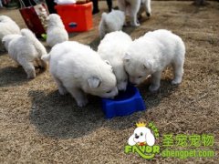 对狗狗有害的十大毒物