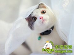 猫咪的食物分析