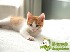 猫咪护理的小技巧