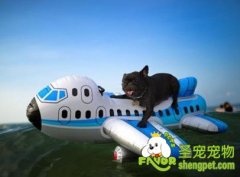 带狗狗坐飞机旅行的注意事项