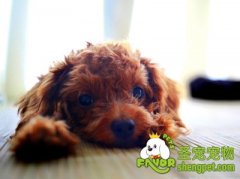 狗狗眼病之结膜炎