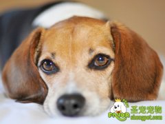 狗狗泪道堵塞该如何治疗