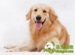 狗狗为什么会发抖