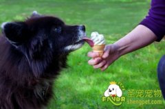 对狗狗有害的食物