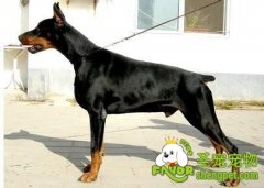 给狗狗断尾的知识