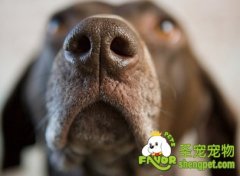 狗狗出现粉鼻头的原因