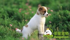 带狗狗出游的全套攻略