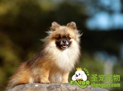 狗狗驱虫体内寄生虫之蛔虫