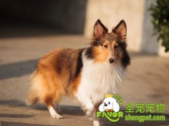 狗狗疥螨病的治疗方法