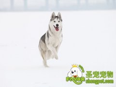 养狗狗给我们带来的好处