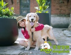 养狗狗过程中常见的错误