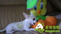 狗狗乱咬东西的原因是什么