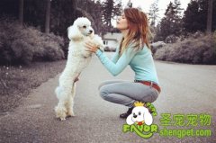 狗狗走失的原因及防止狗狗走失的方法