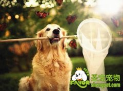 狗狗4季养生法则