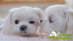 狗狗妊娠期防护知识