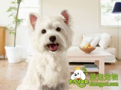 不可不知的选狗粮小妙招