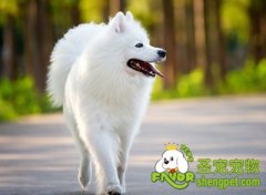 关于母犬子宫蓄脓的小知识