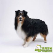 狗狗脱毛的原因有哪些