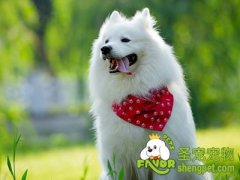 狗狗的健康标准