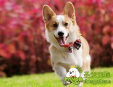 冬季狗狗美容知识