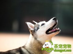 狗狗蜱病的症状及治疗方法