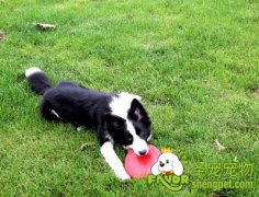 跳蚤的症状及治疗方法