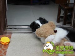 主人对狗狗的4大误解