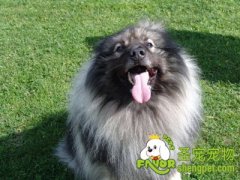 如何训练出素质好的狗