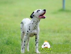 虱子的检查及治疗方法