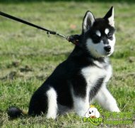 在饲养狗狗时需要的宠物用品