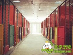 狗狗从寄养店回家后“生病了”