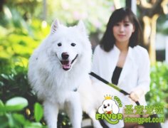 宠物保持干净的方法