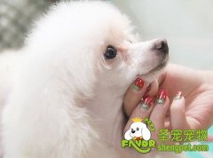 狗狗祛除泪痕的好方法