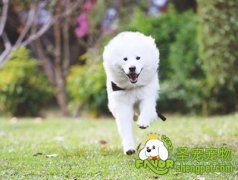 狗狗运动量多少才合适